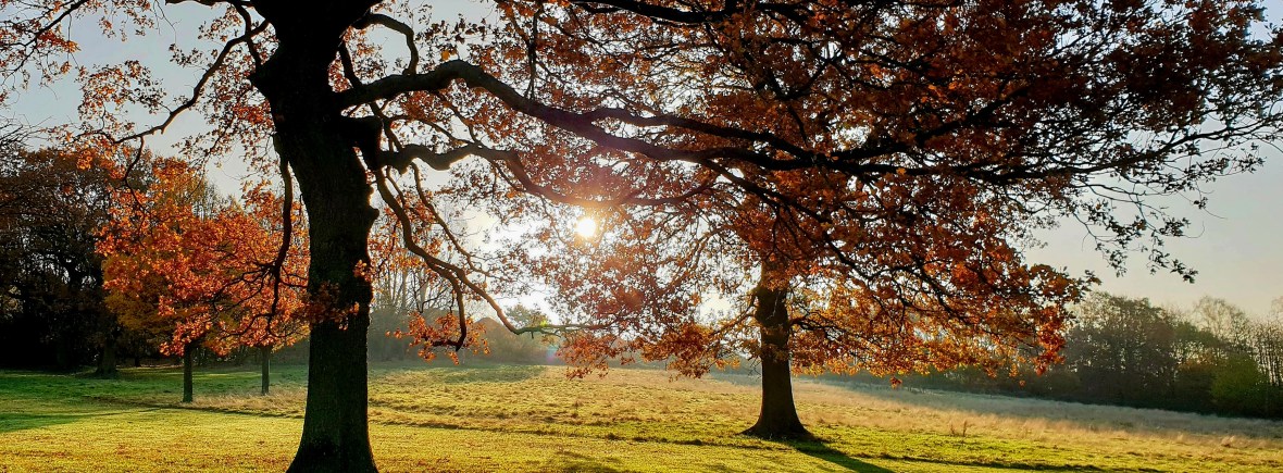 The sun is shining through the branches of two trees with autumn leaves in a park